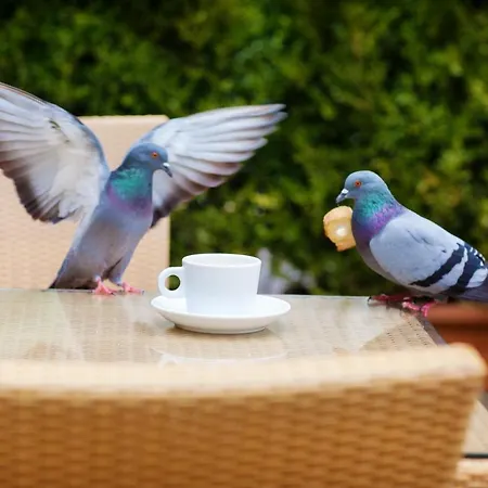 Restaurant Oasis Hotel Nicea