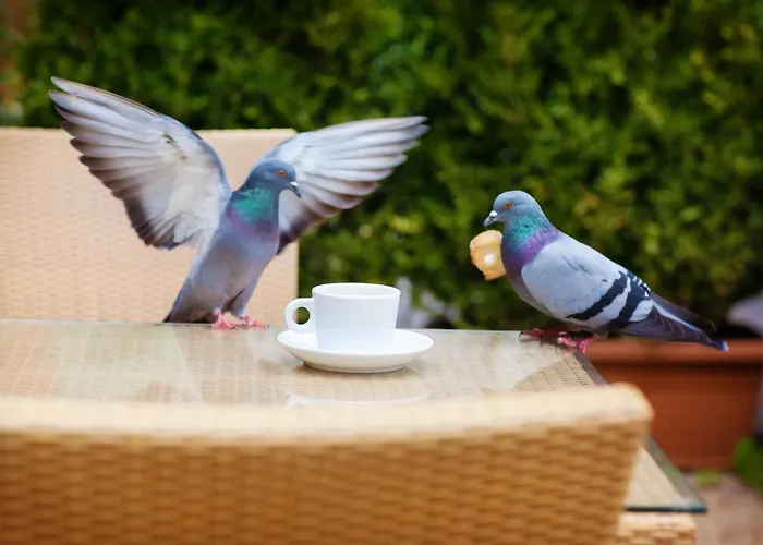 Restaurant Oasis מלון ניס